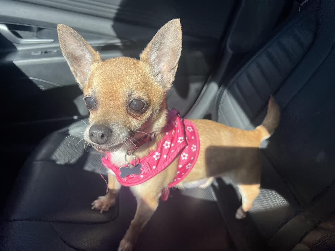 Picture of the Animal Listed